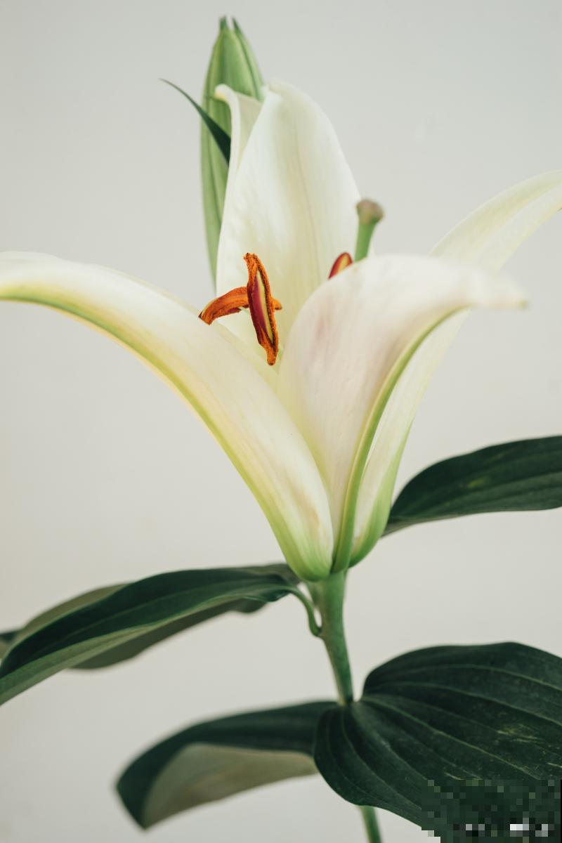 百合花开完后怎么养 百合花开完后怎么养