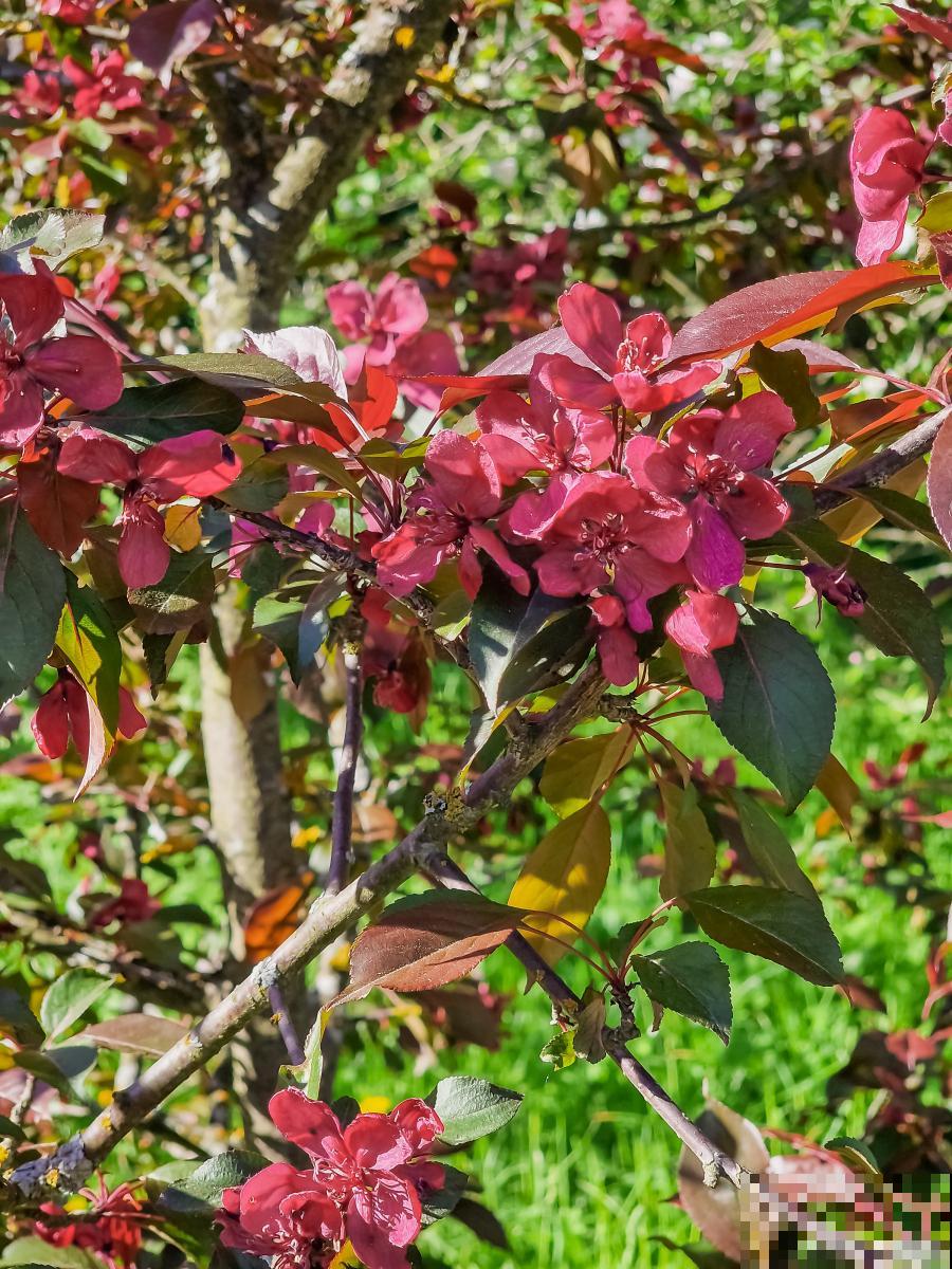 草木灰适合种什么花