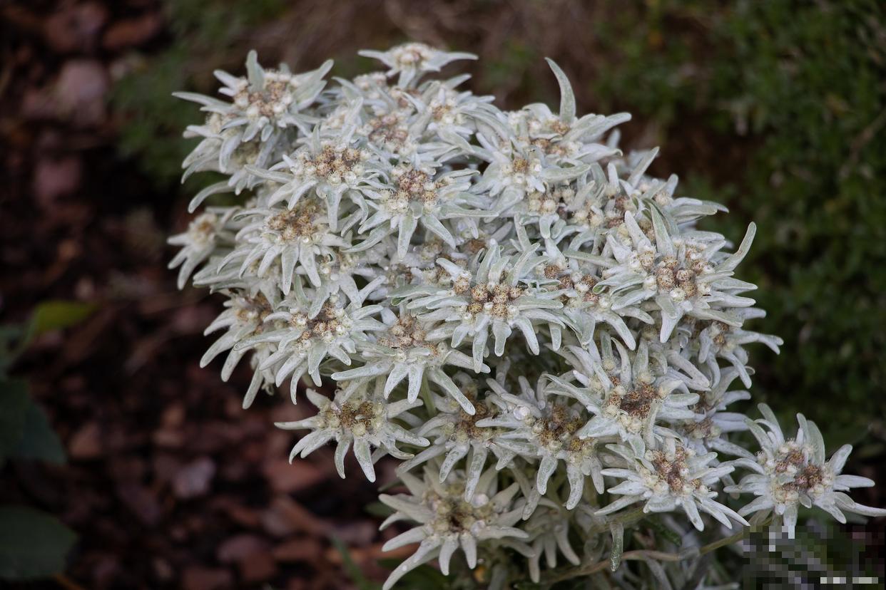 银叶菊鲜花怎么保养