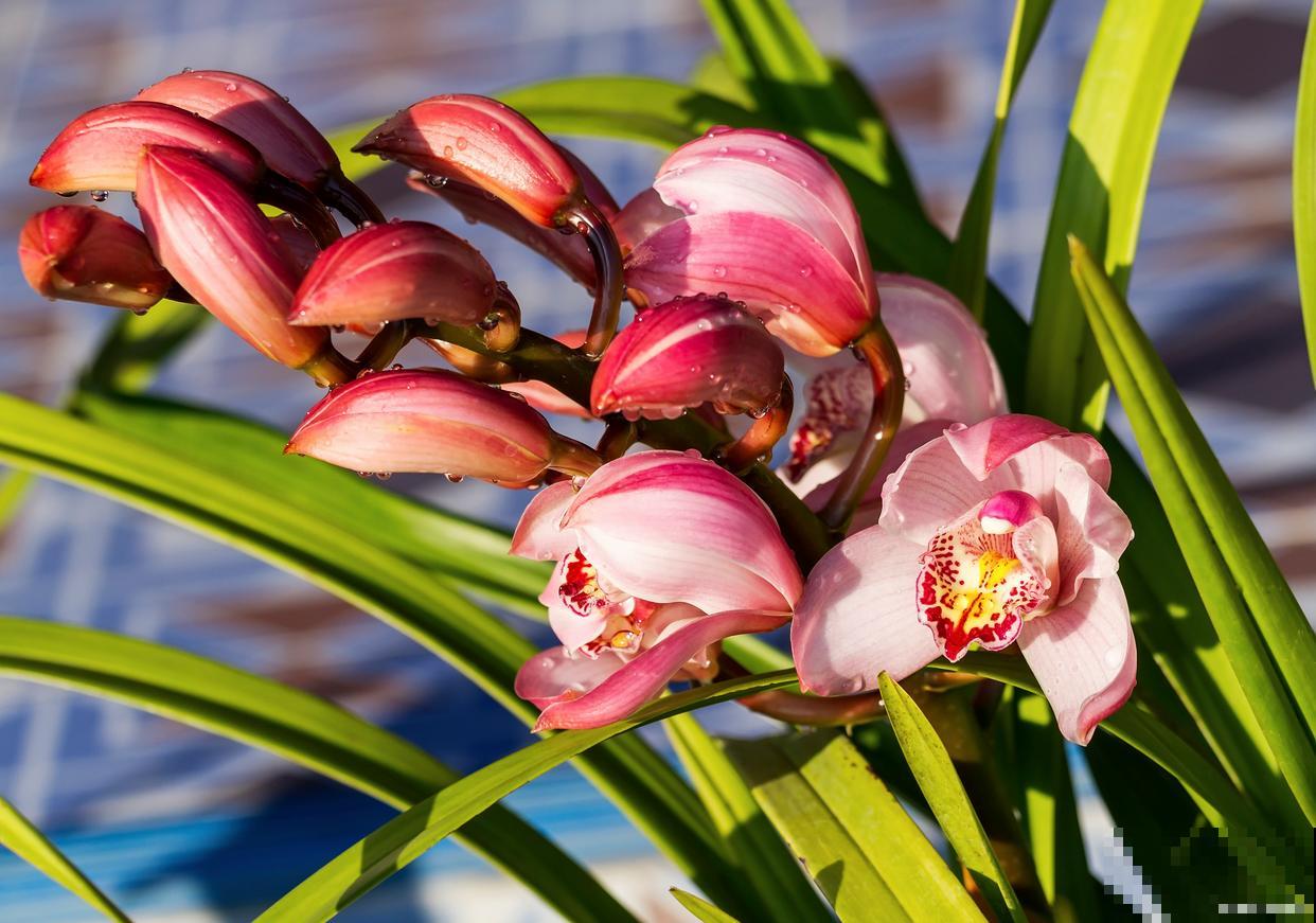 蕙兰如何养殖的？