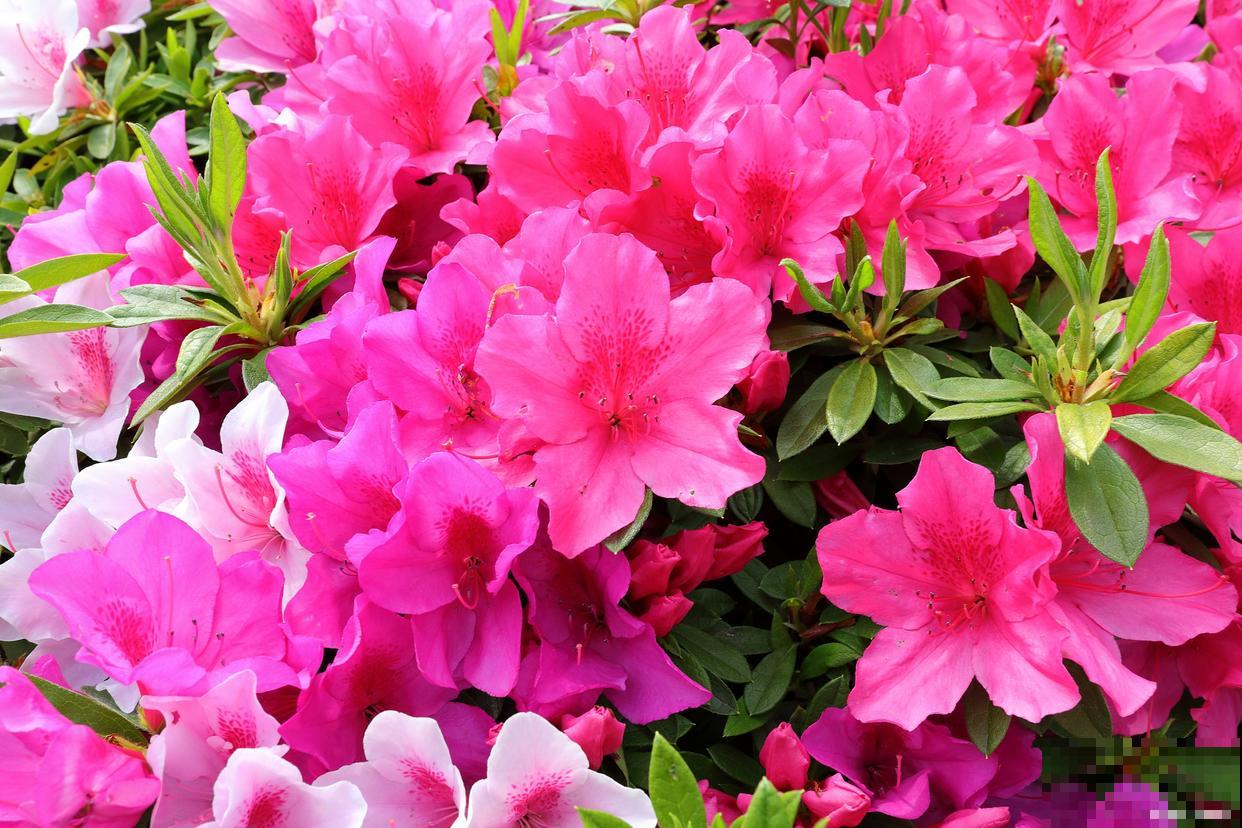 杜鹃花用什么土？