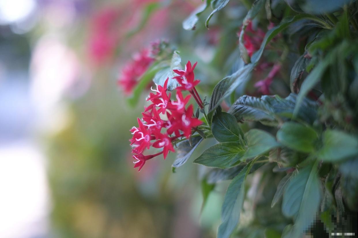 锦带花怎么繁殖？