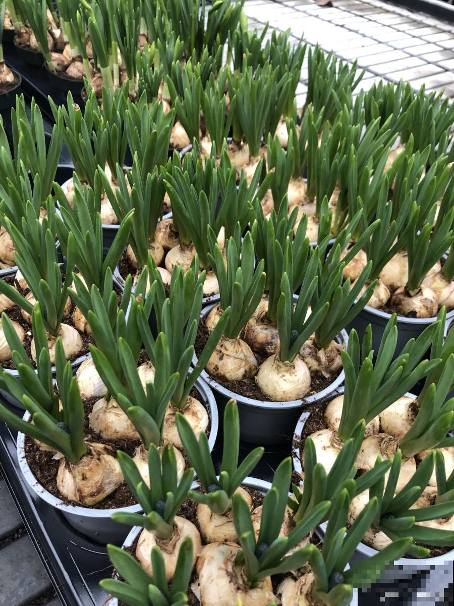 剑兰种球多久发芽