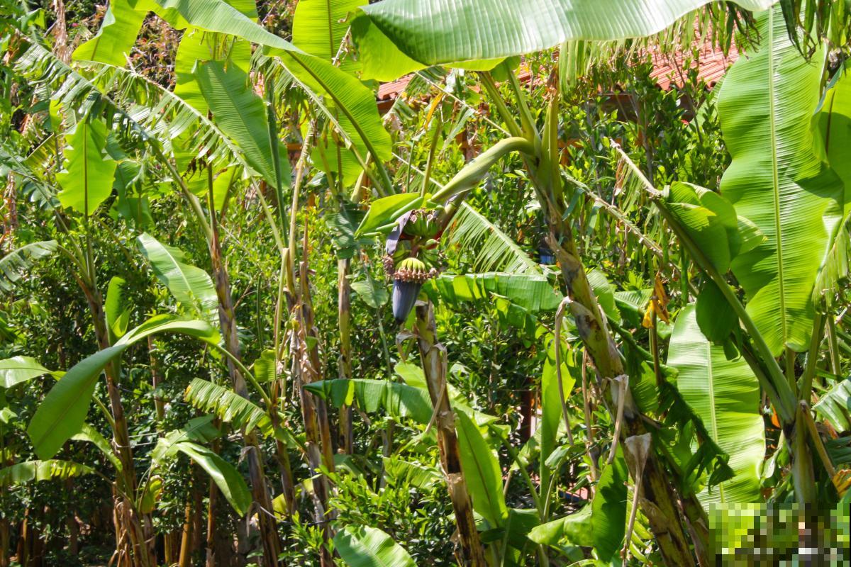 芭蕉种植需注意什么