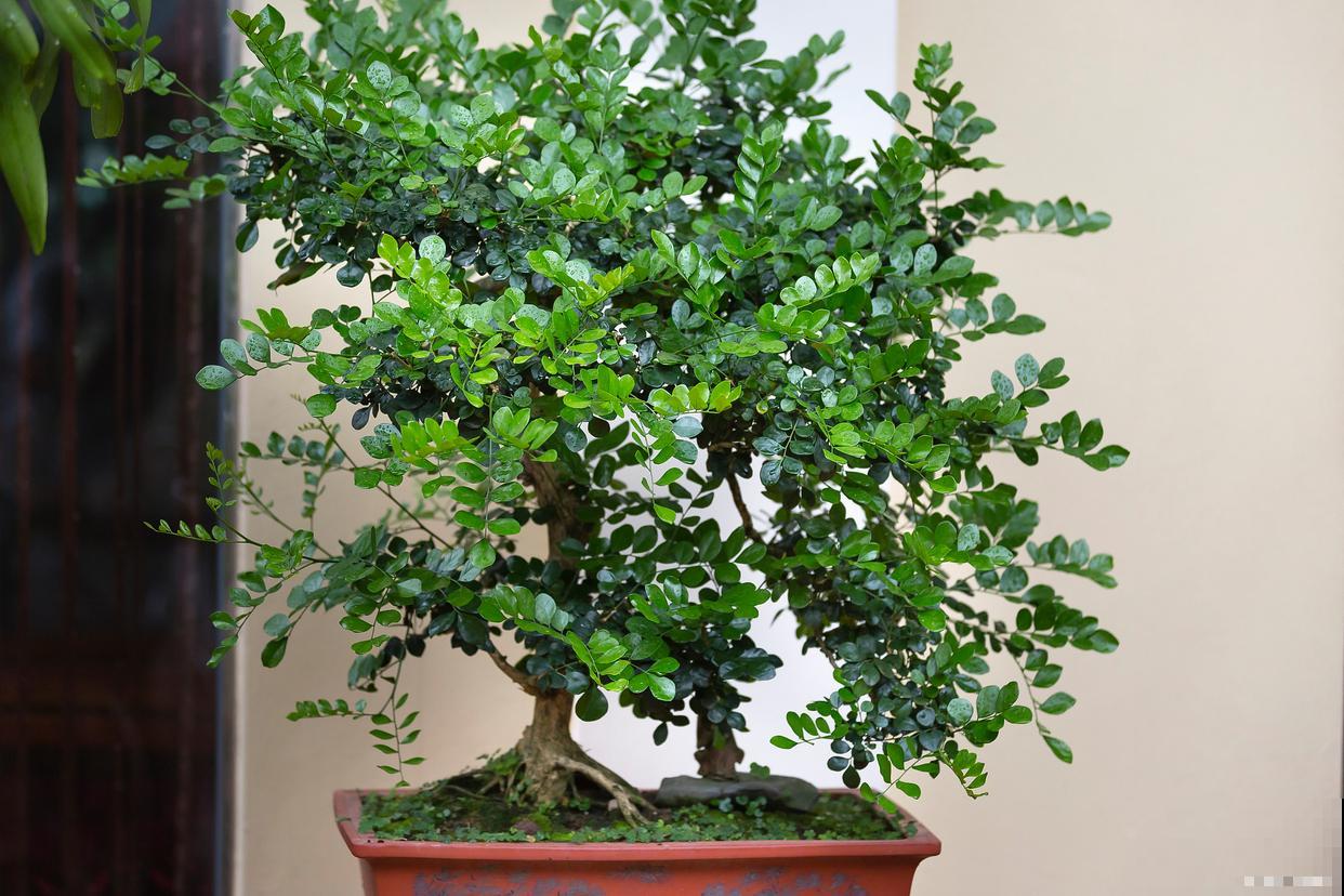 清香木有点黄掉叶子怎么办 清香木有点黄掉叶子怎么办