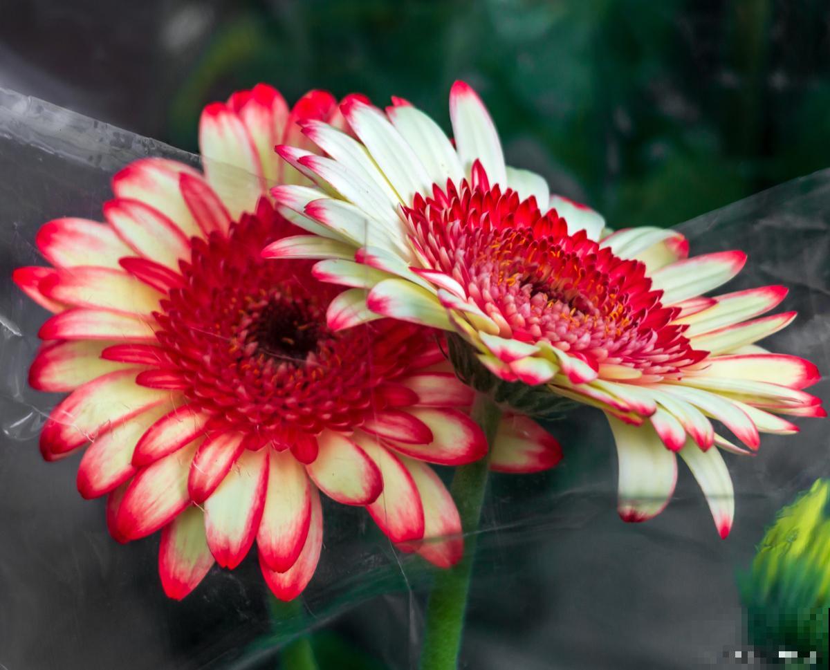 帝王花切花怎么养 帝王花切花怎么养