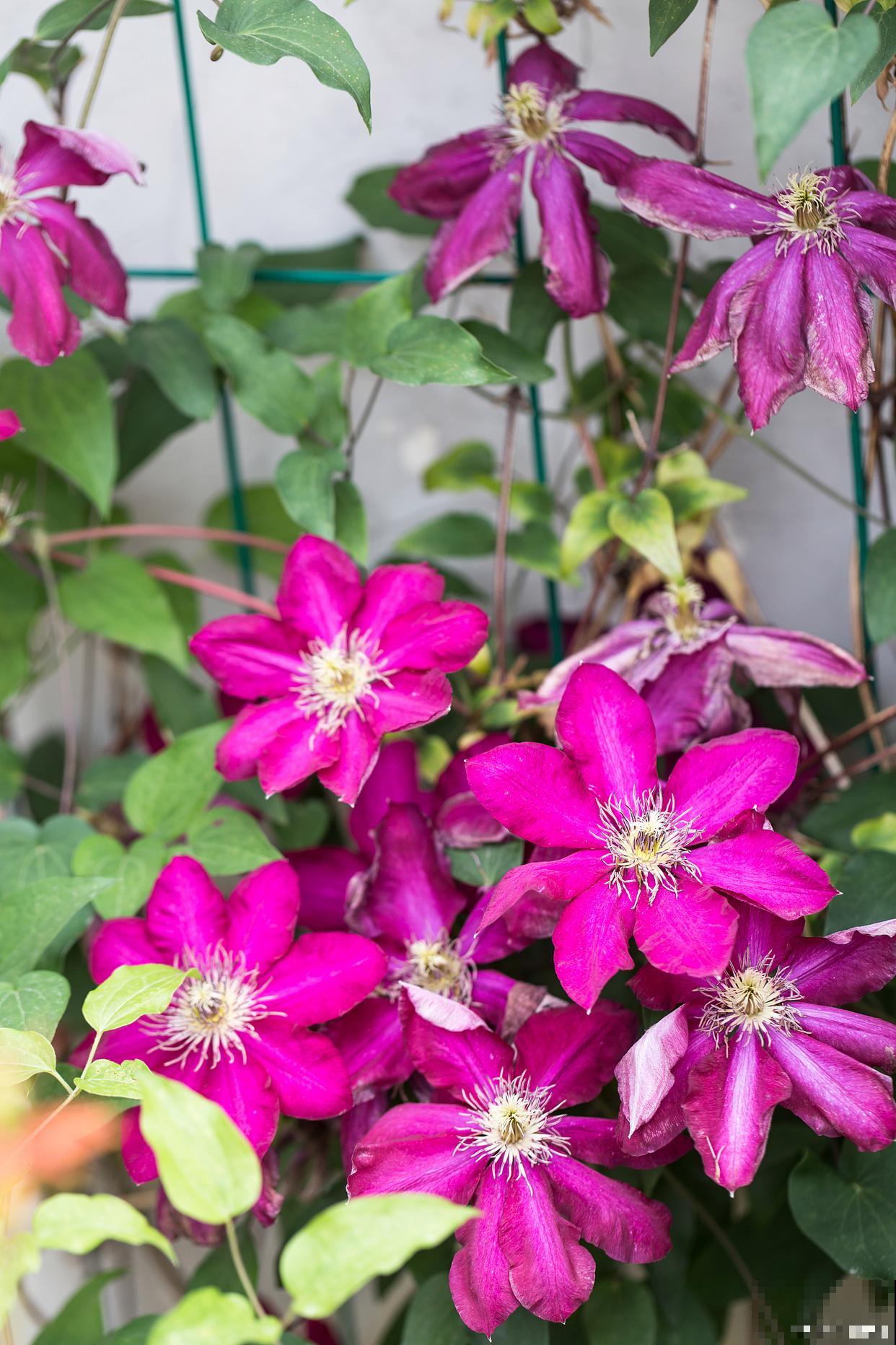 大花盆适合种什么花