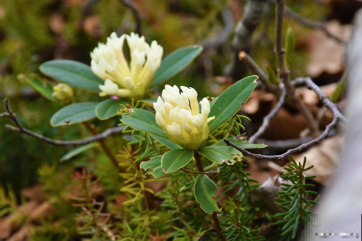 檀香木花怎么养？