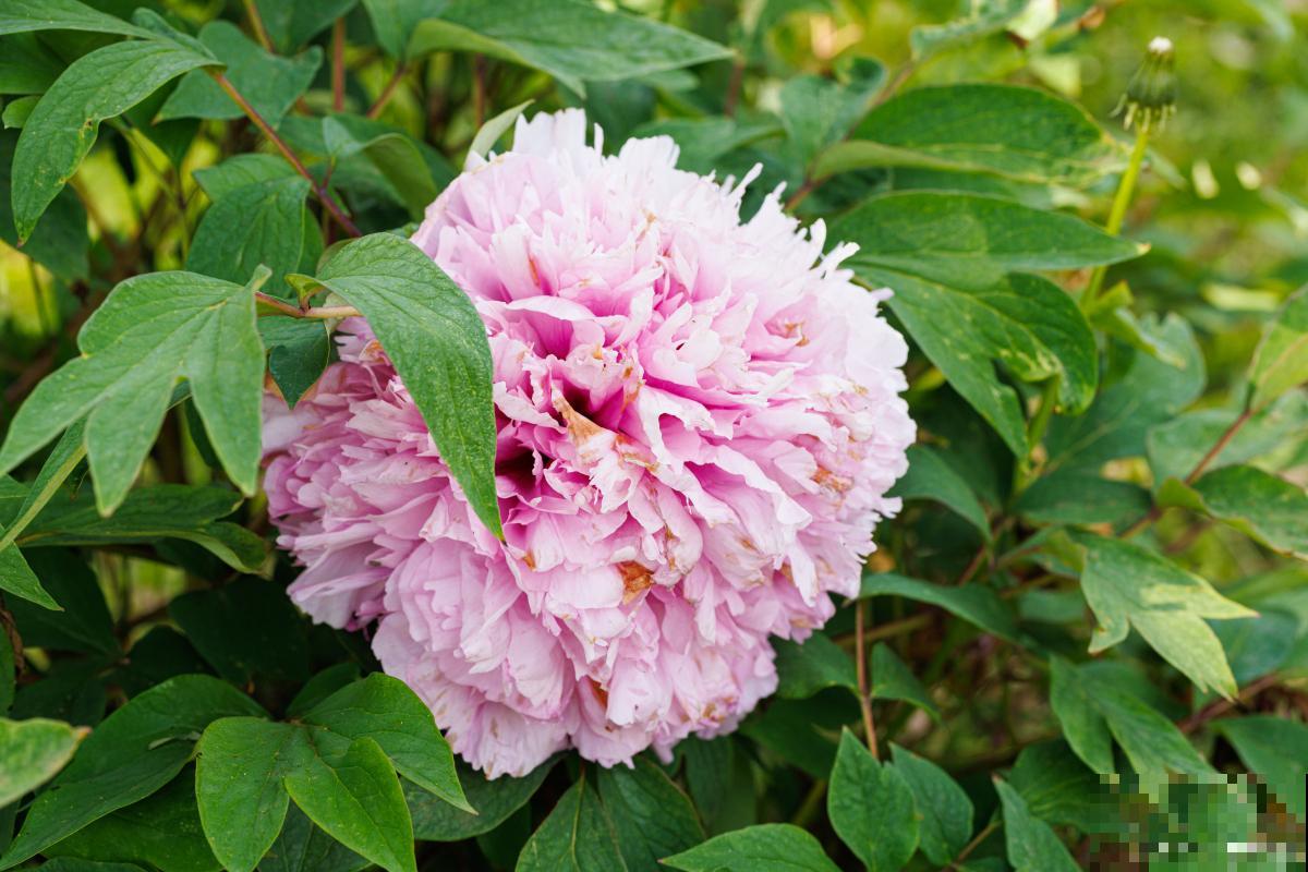 草本牡丹怎么养? 草本牡丹怎么养?