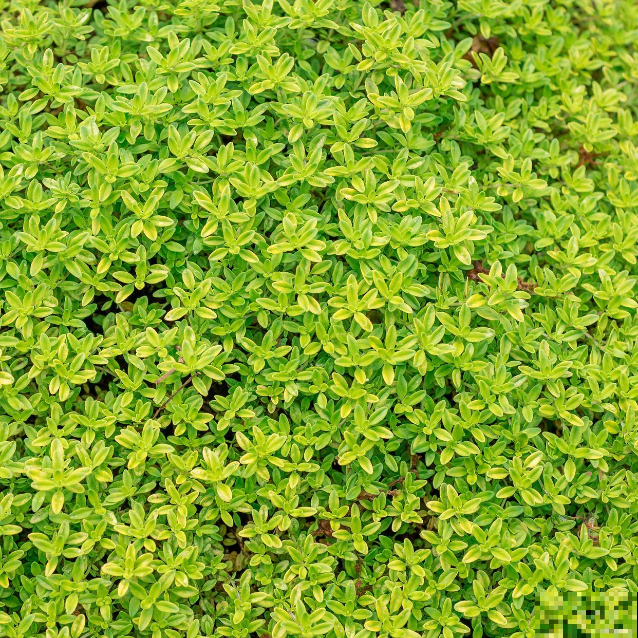 垂盆草生长在什么地方 垂盆草生长在什么地方