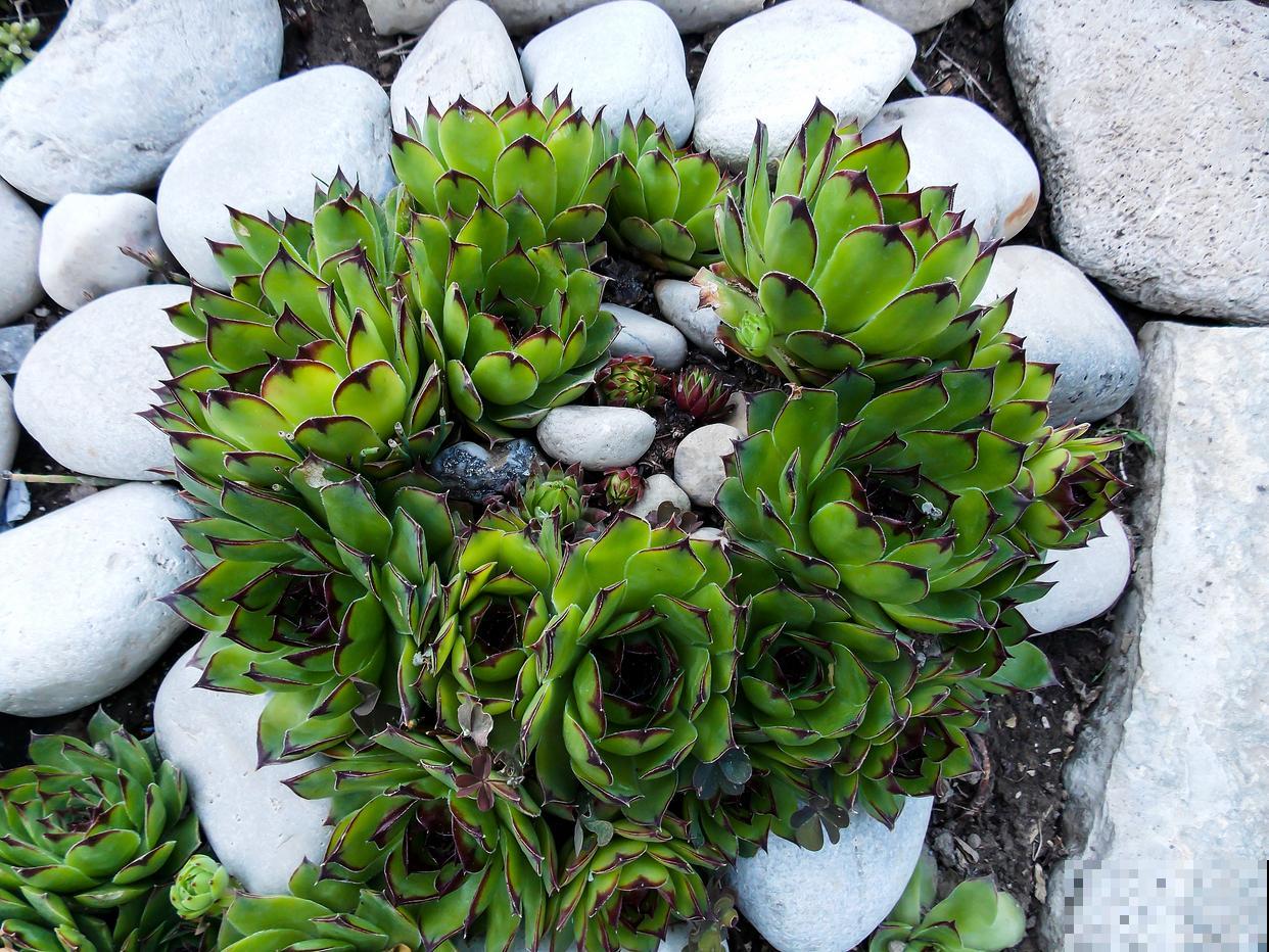 石莲叶插生根发芽后需要怎么栽种