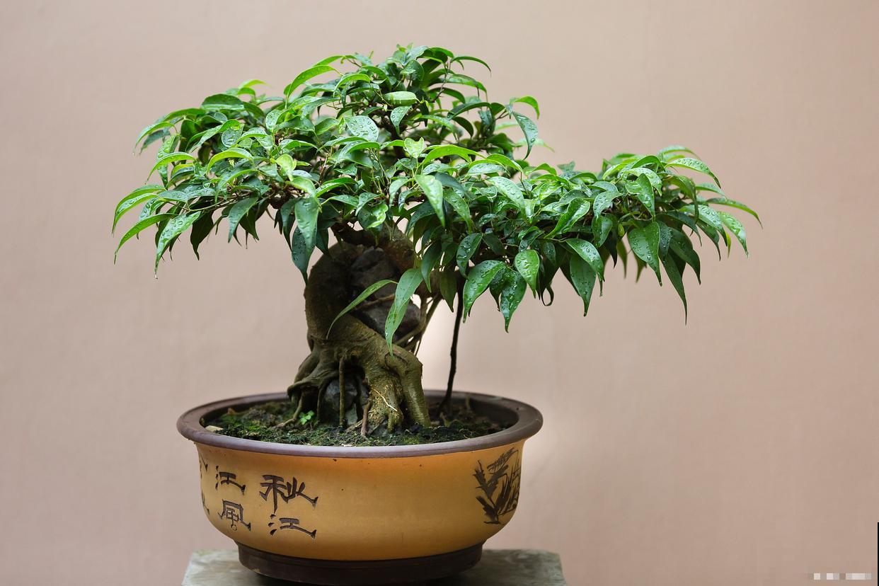 北方适合种什么盆景