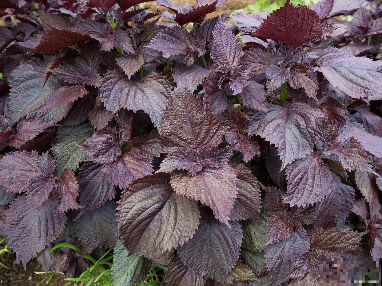 紫苏什么时候种植