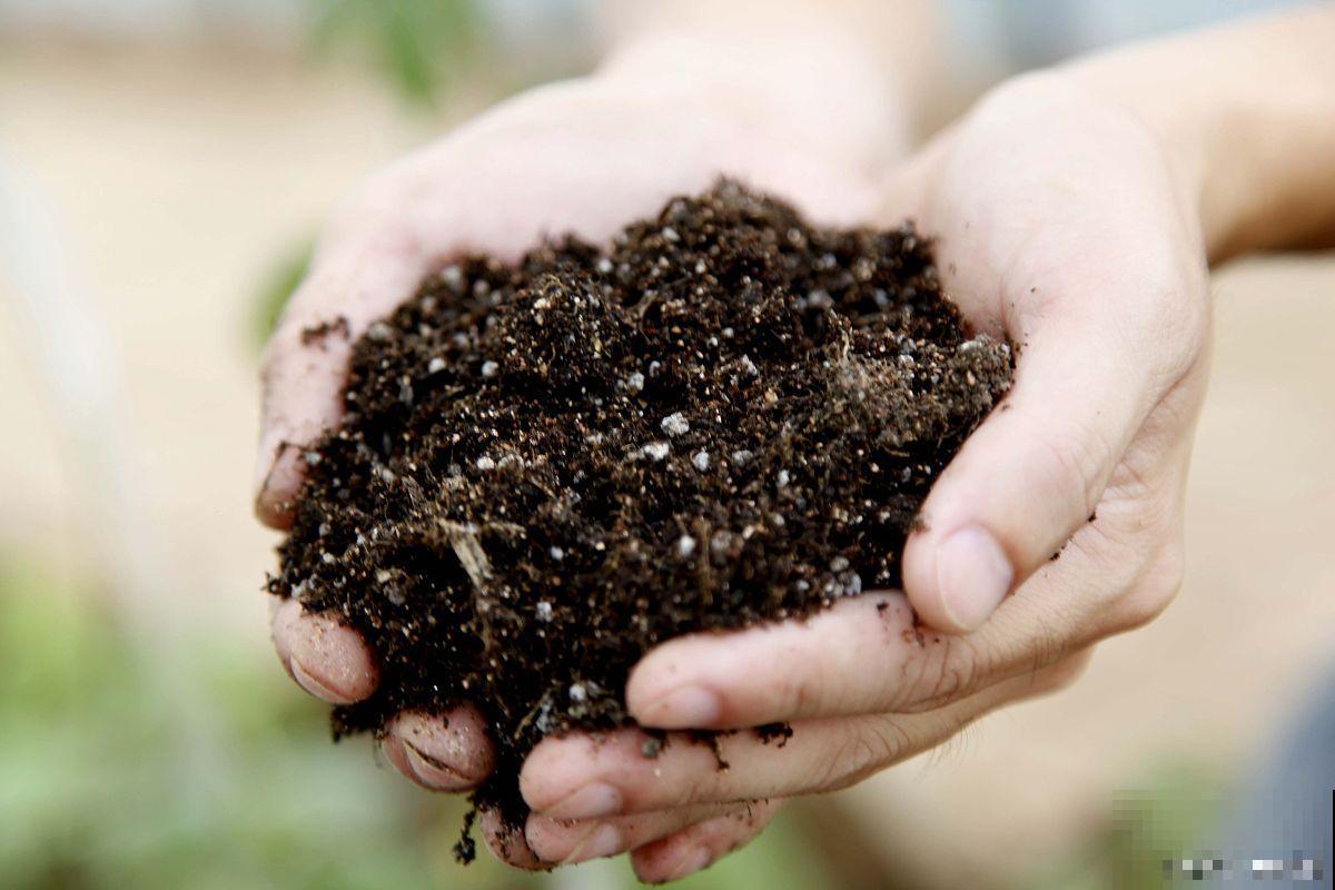 怎么做酵素肥料？