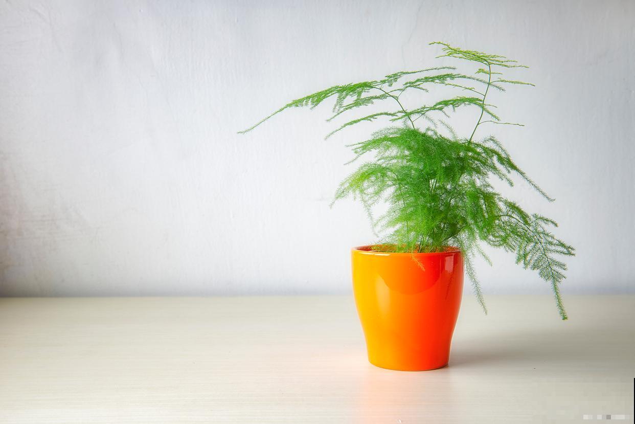 云竹如何养护的? 云竹如何养护的?