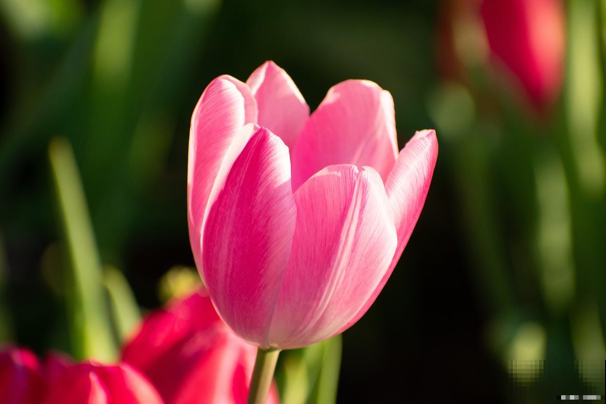 4月份适合种什么草花