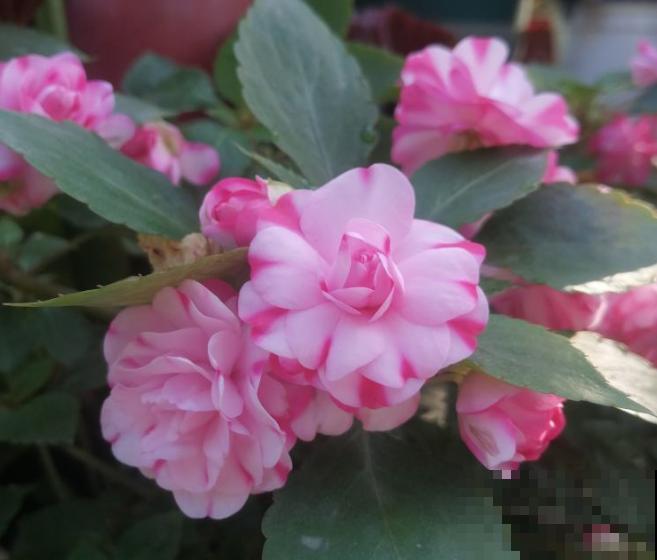 玻璃翠花有毒，家里养殖要注意，学会这3点养殖变简单