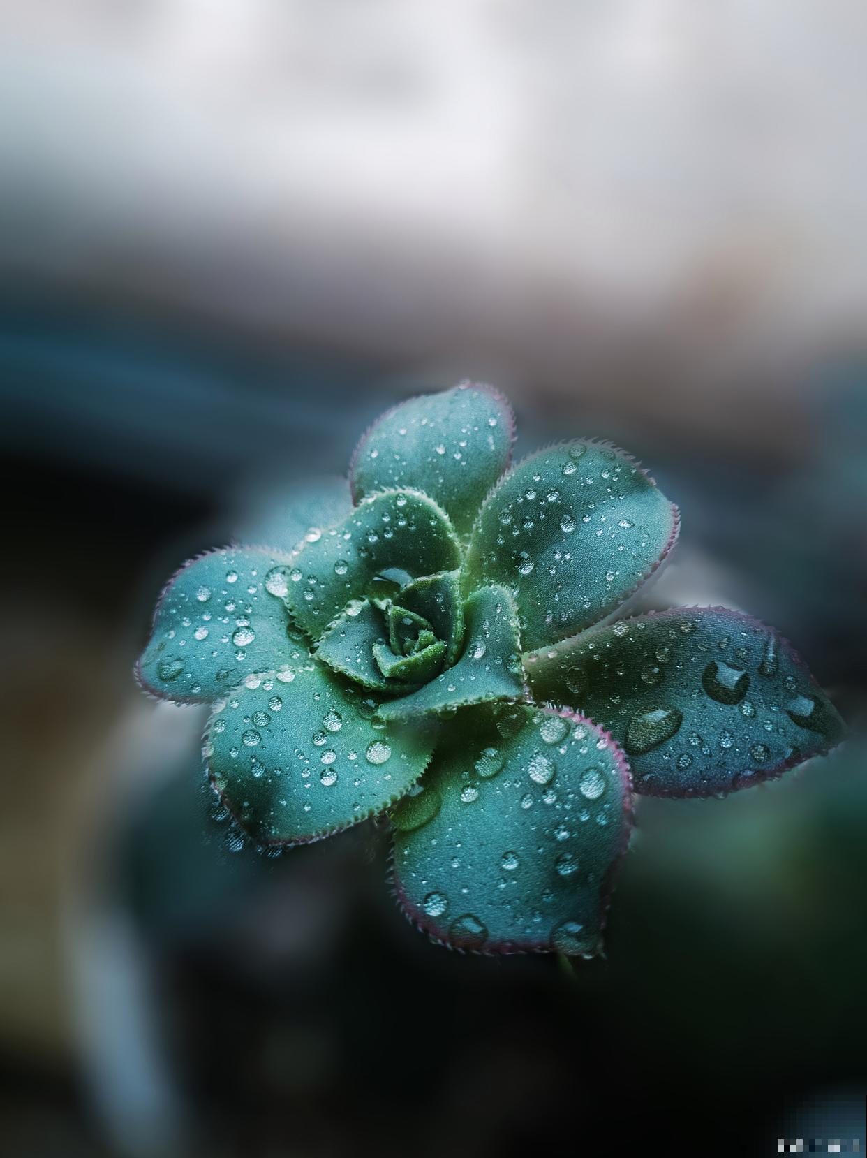 艳日辉怎么浇水？