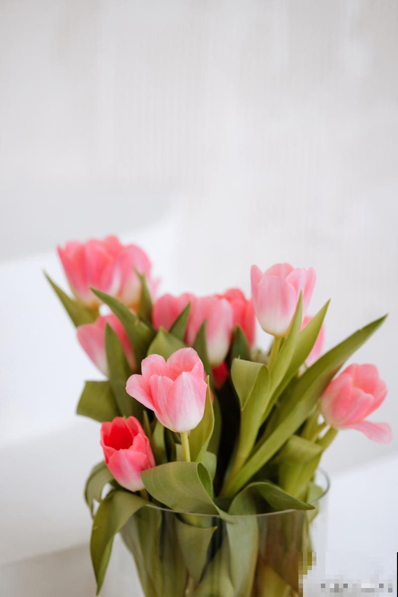 郁金香鲜花怎么养