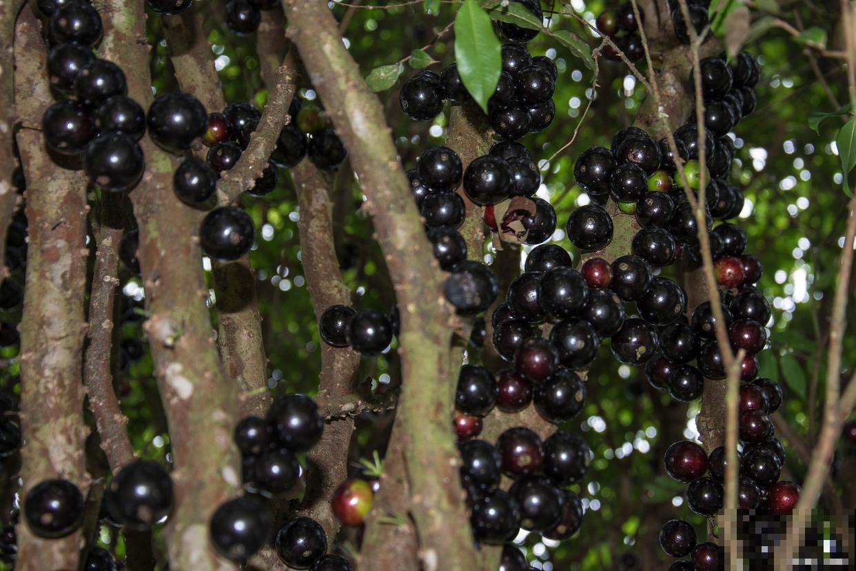 嘉宝果怎样种植长得快又好