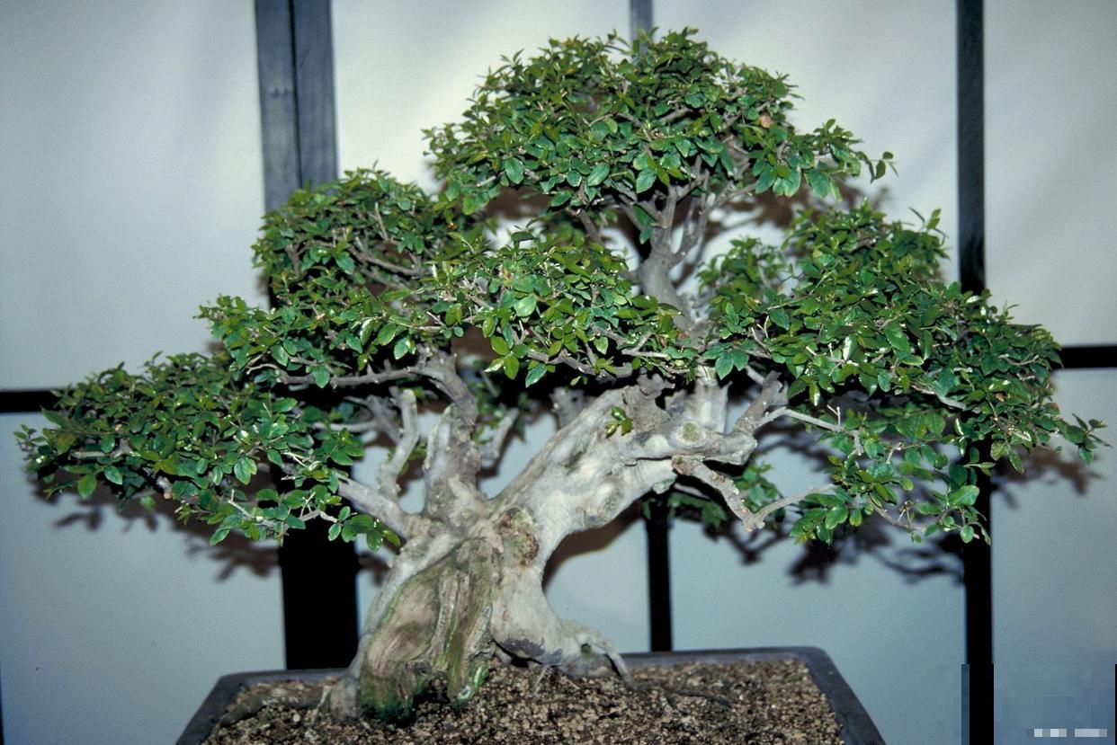 赤楠盆景的养殖方法和注意事项