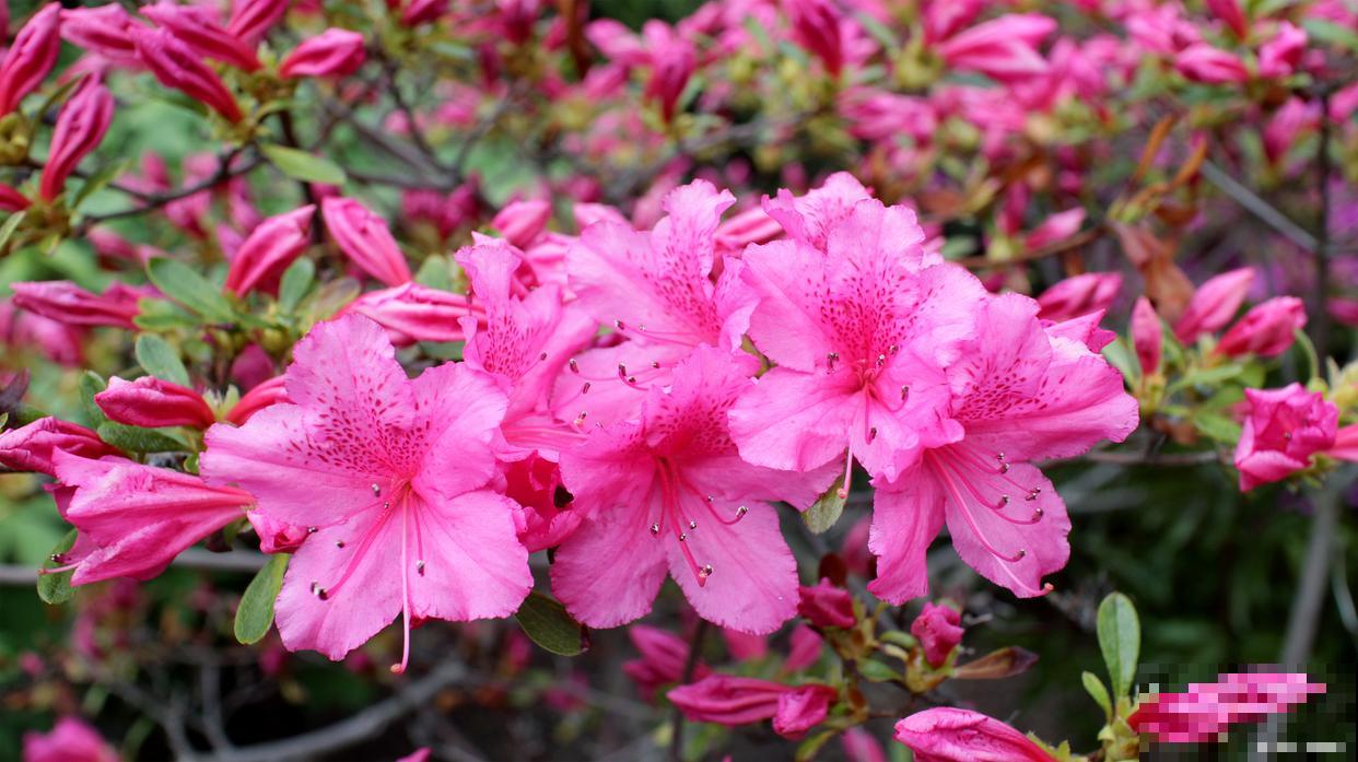 种植杜鹃花用什么土壤