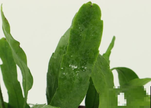 昙花叶片长气根，这3种解决方法，快来看看