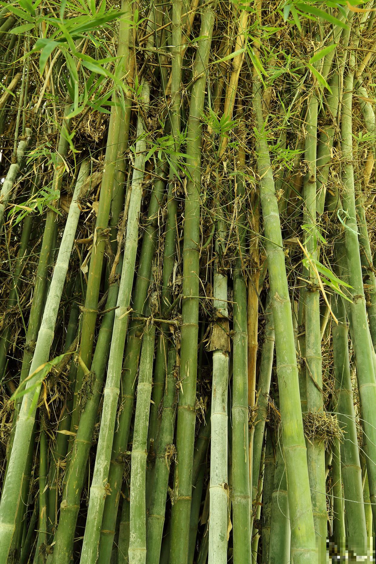 毛竹种子种植时间和方法