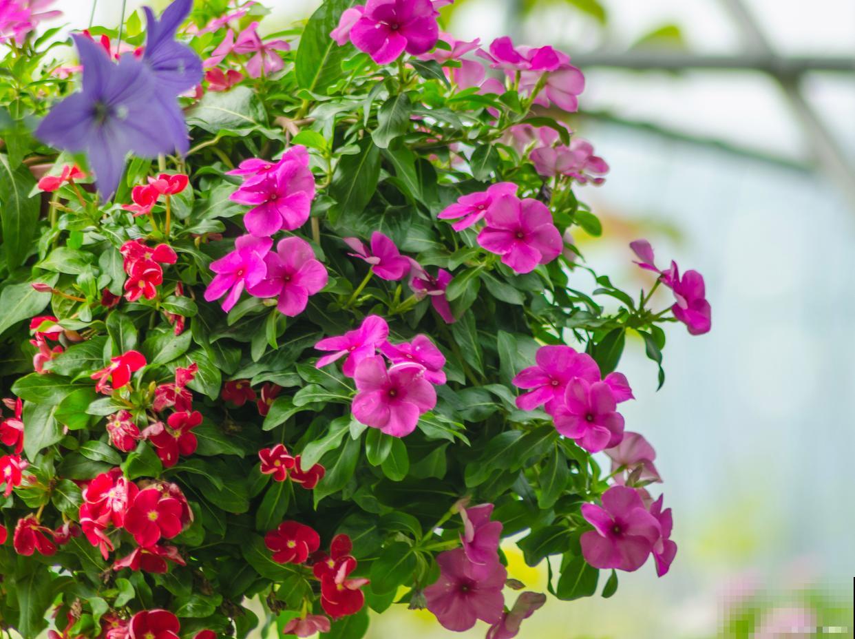 网上买的飘香藤怎么栽 网上买的飘香藤怎么栽