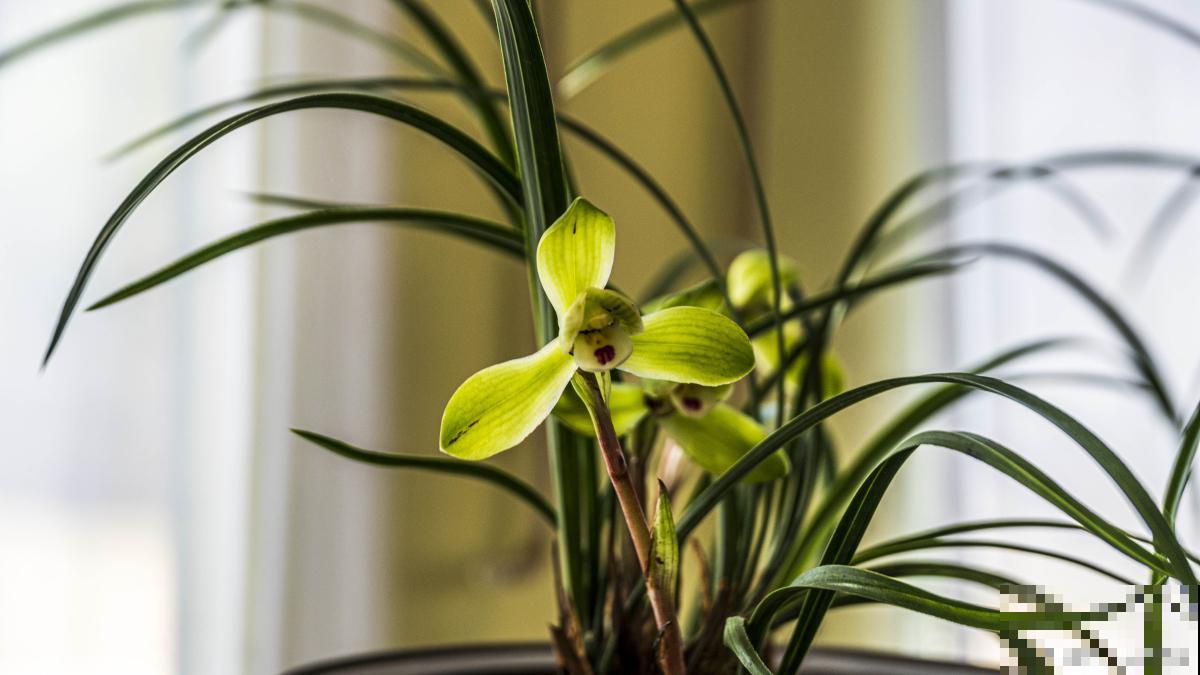 兰花多久浇一次水