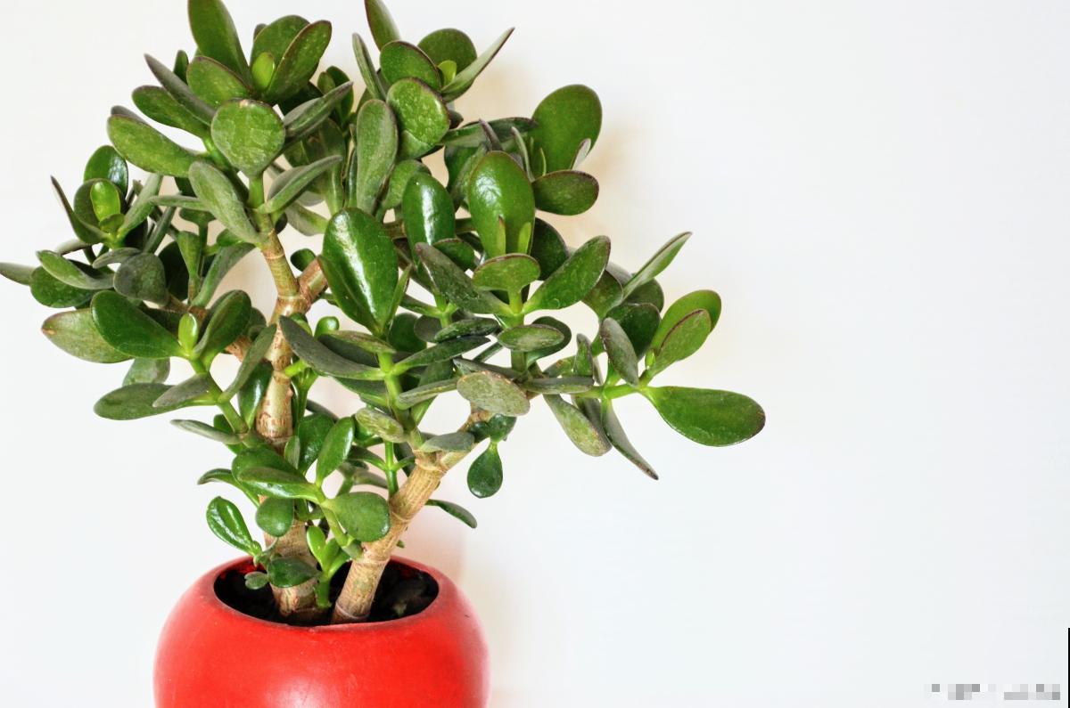 金钱榕怎么养的? 金钱榕怎么养的?