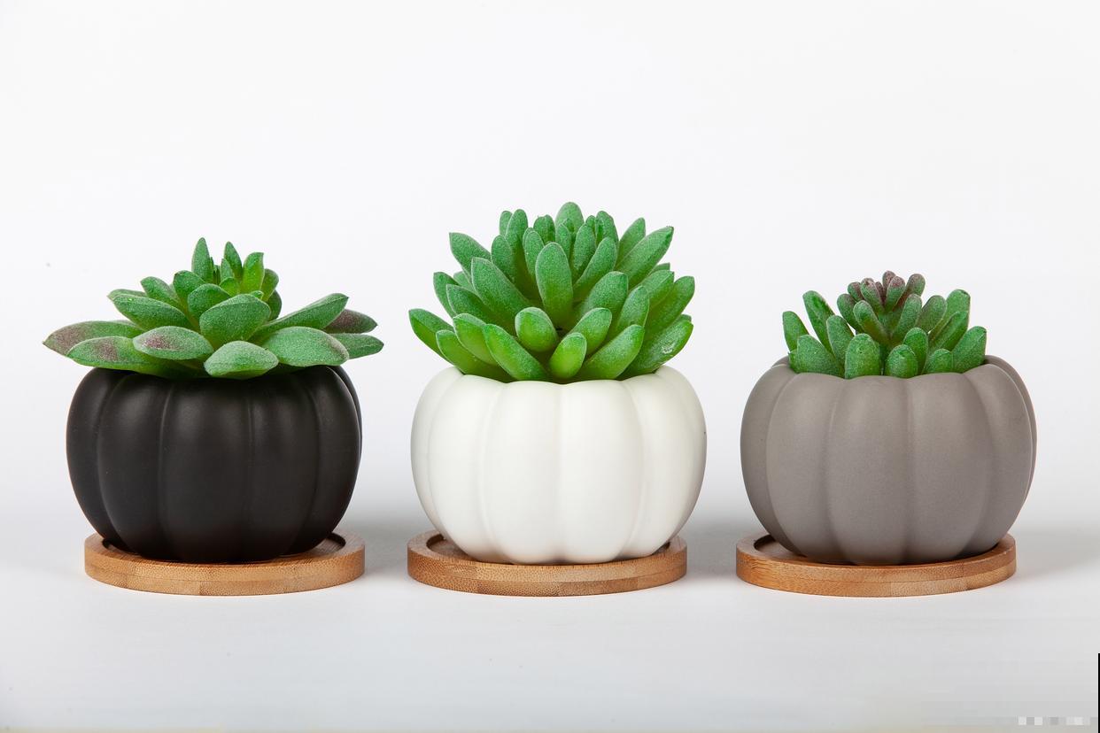 养花有小黑飞虫怎么办