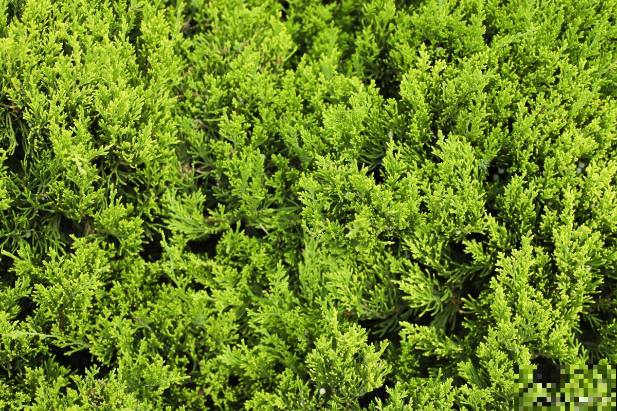 侧柏如何修剪的？