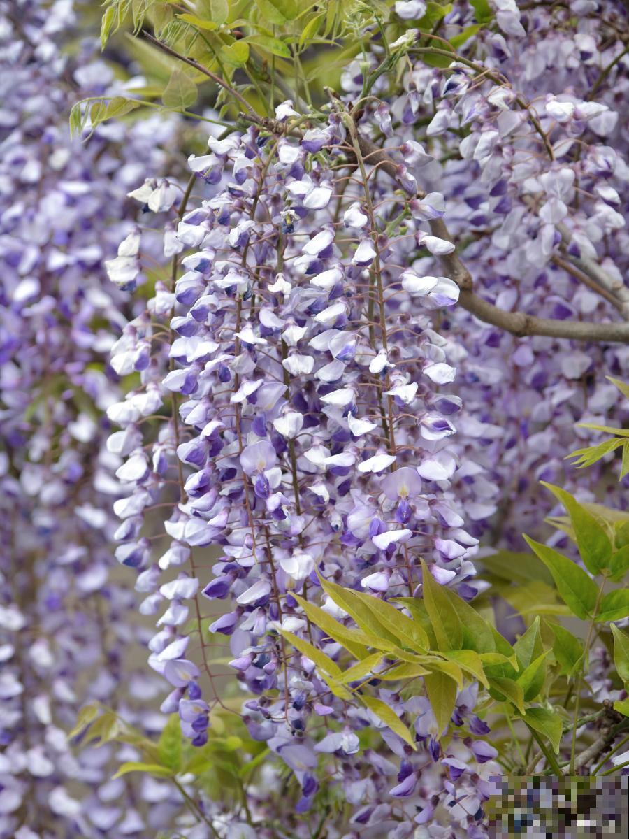 紫藤用什么肥料？