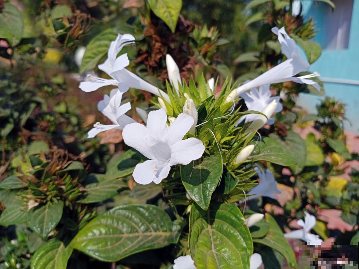 双色茉莉如何修剪 双色茉莉如何修剪