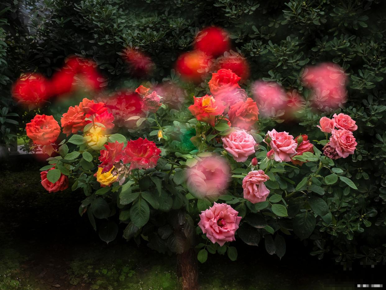 月季有红蜘蛛怎么办