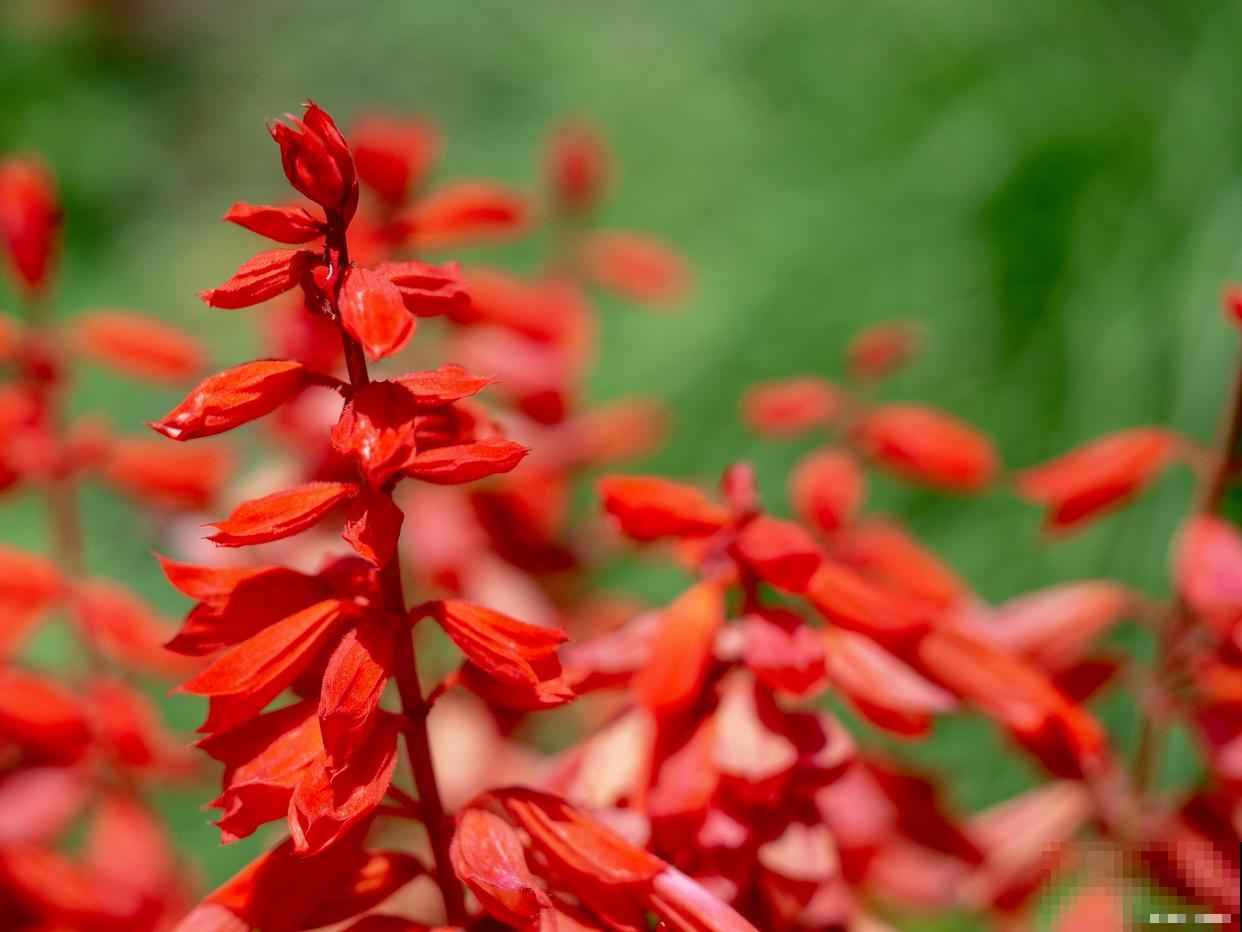 一串红怎么播种？