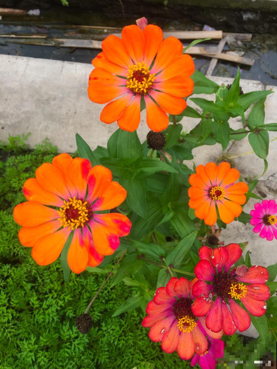 百日草什么时候摘心