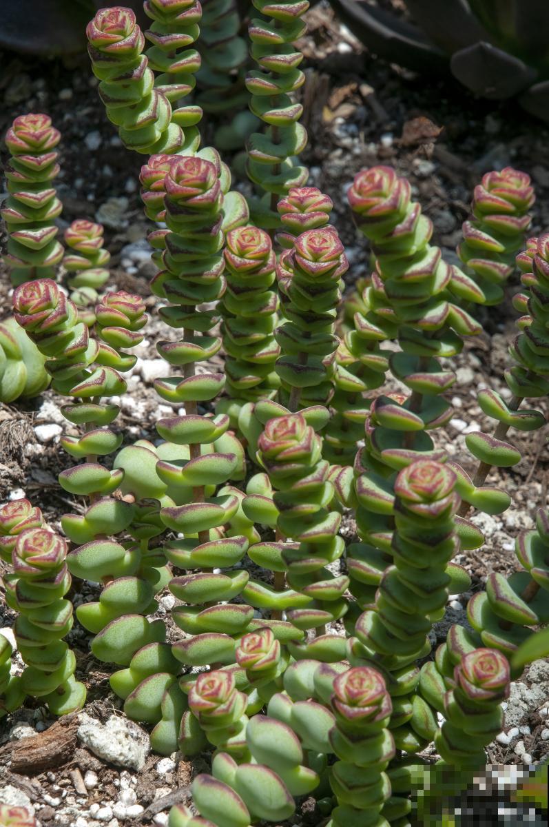 多肉茜之塔怎么养