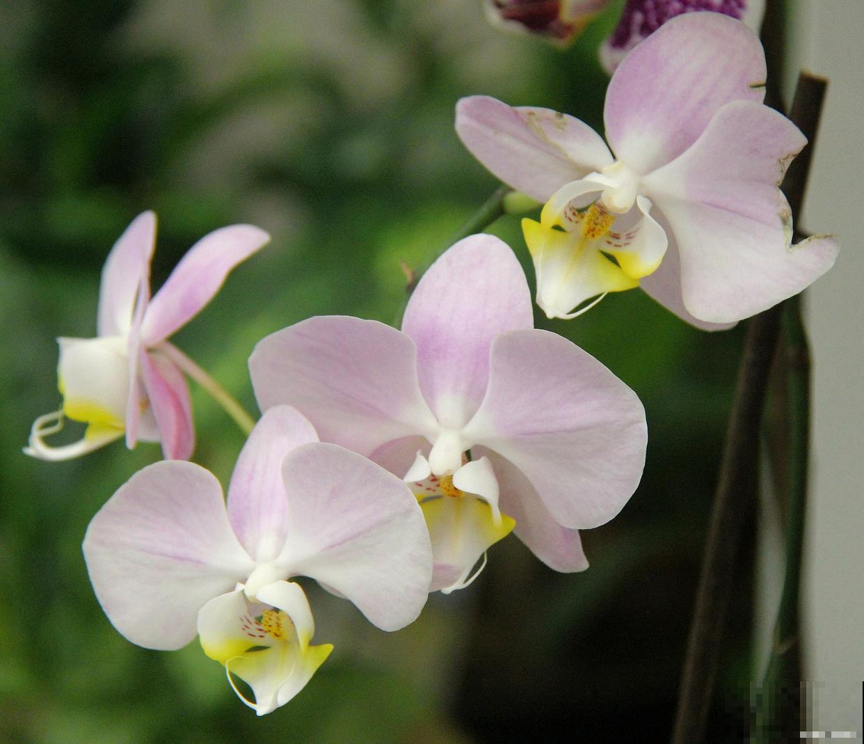 香雪兰如何浇水？