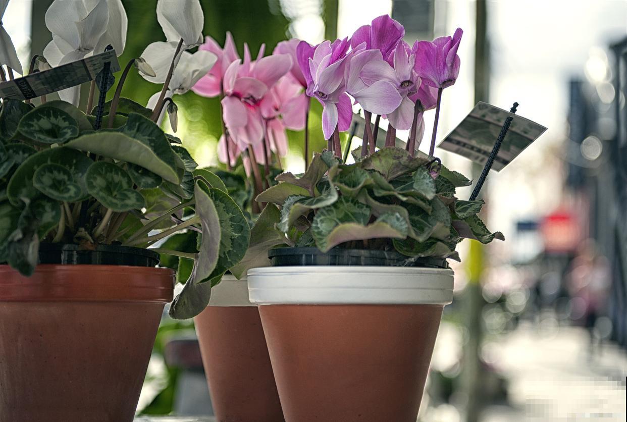 仙客来花盆栽的养殖方法和注意事项 仙客来花盆栽的养殖方法和注意事项