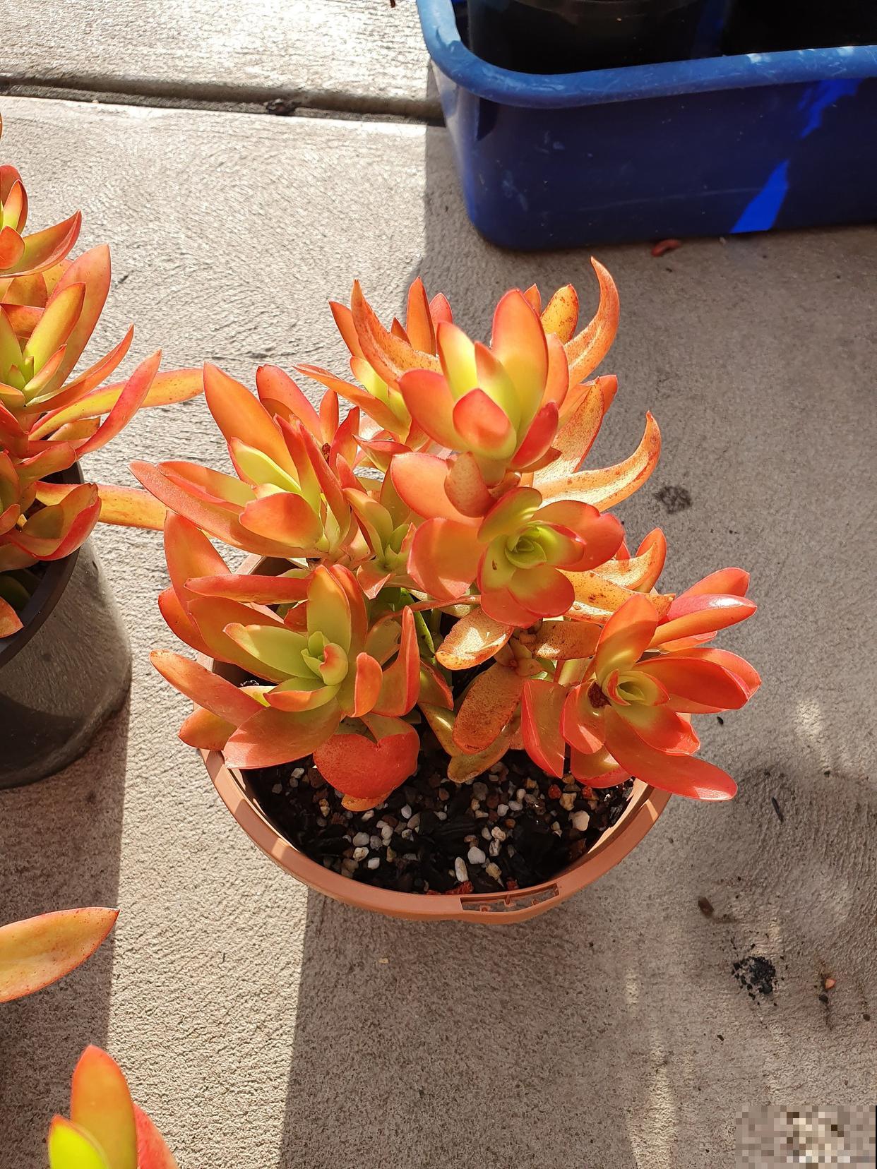 玫瑰火祭多肉怎么养