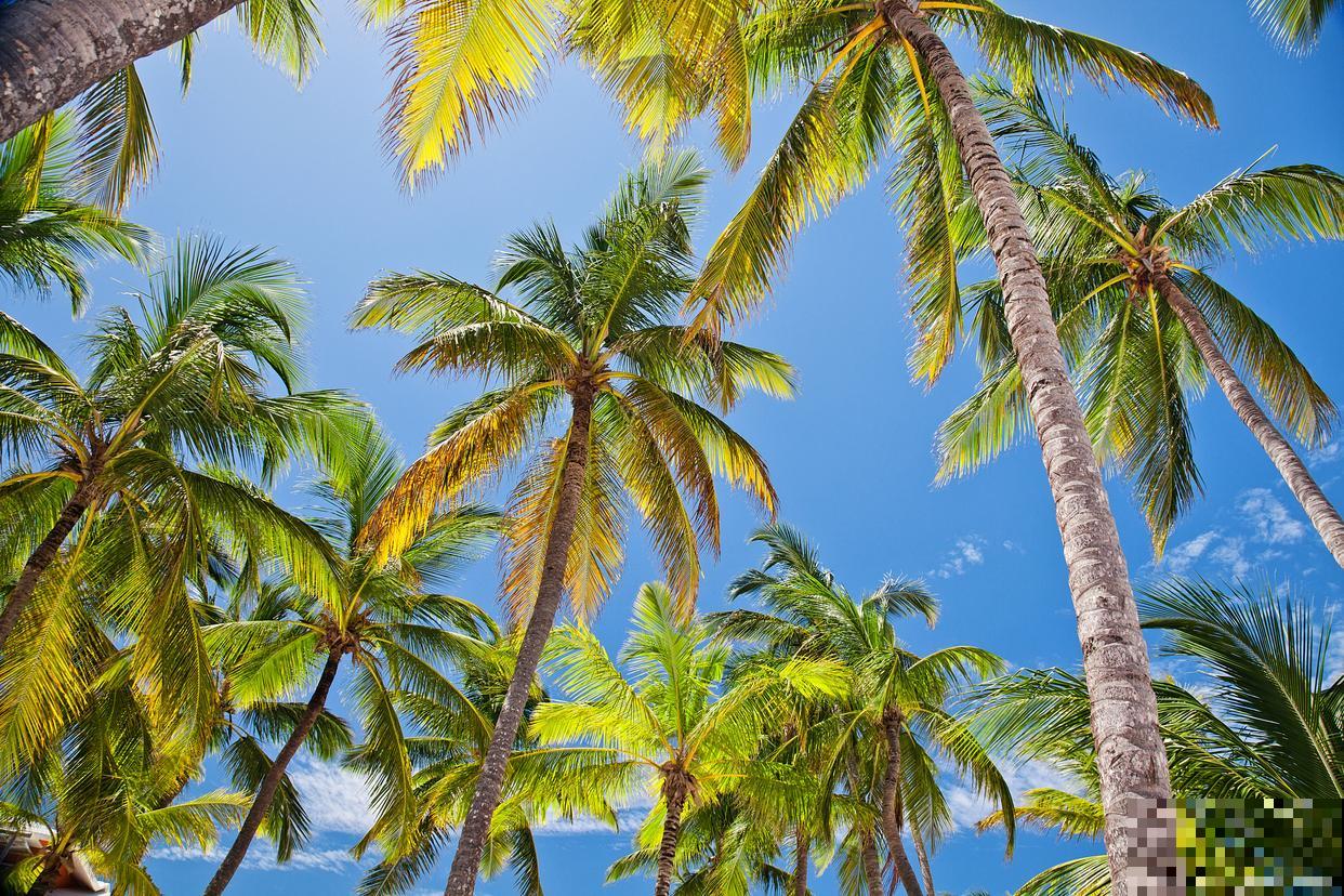 椰子树怎么养殖？