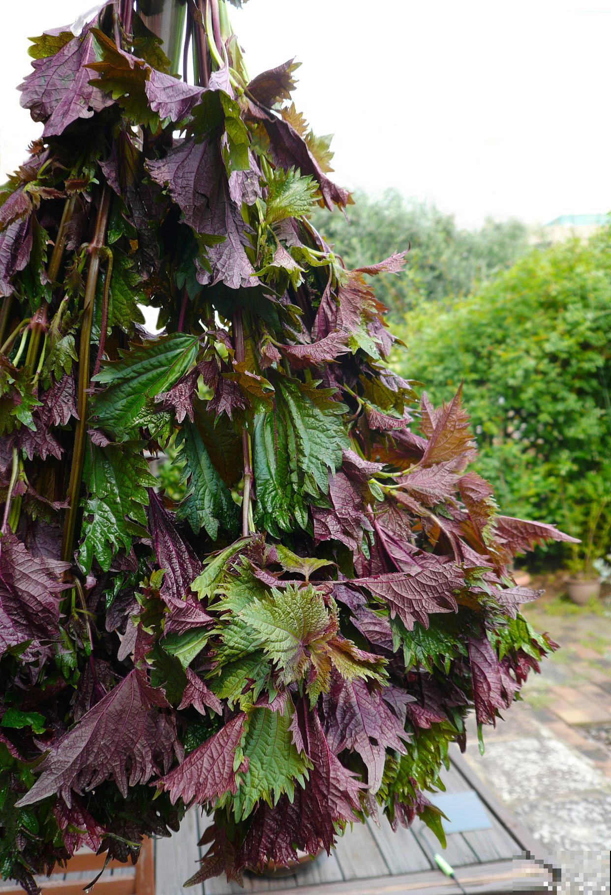 紫苏什么时候种植