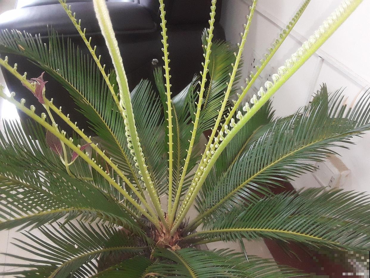 小铁树怎么养殖? 小铁树怎么养殖?