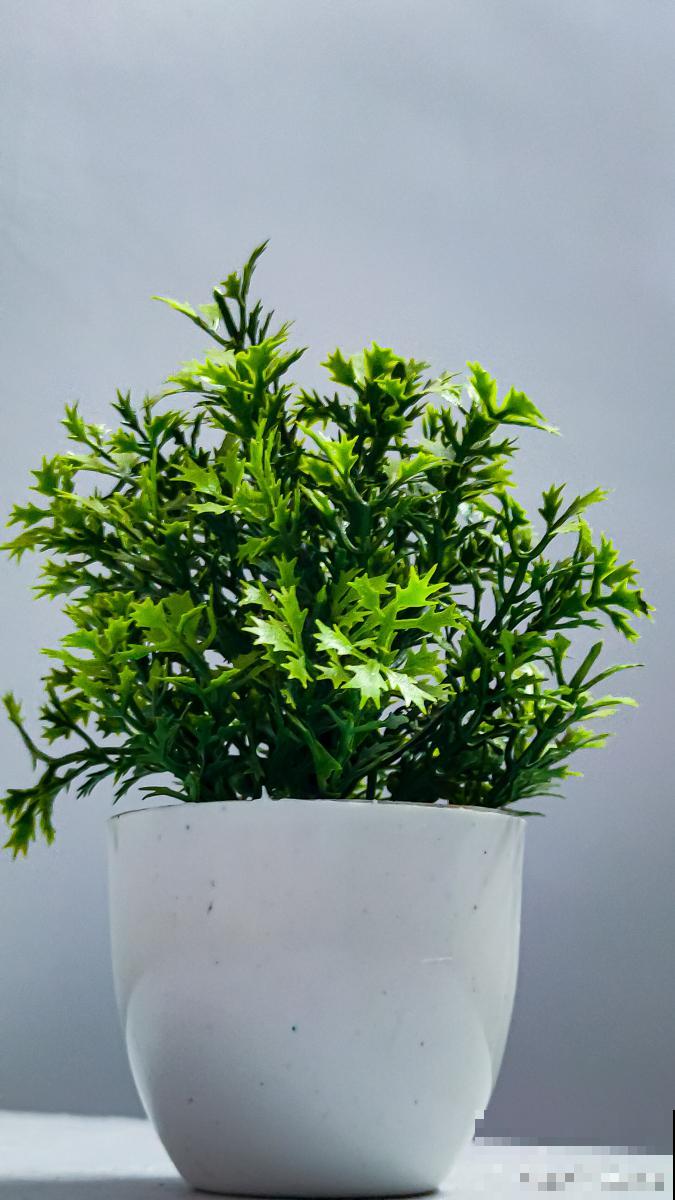 种什么花可以驱蚊子