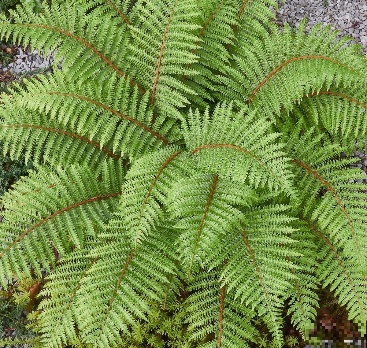 肾蕨怎么施肥的? 肾蕨怎么施肥的?