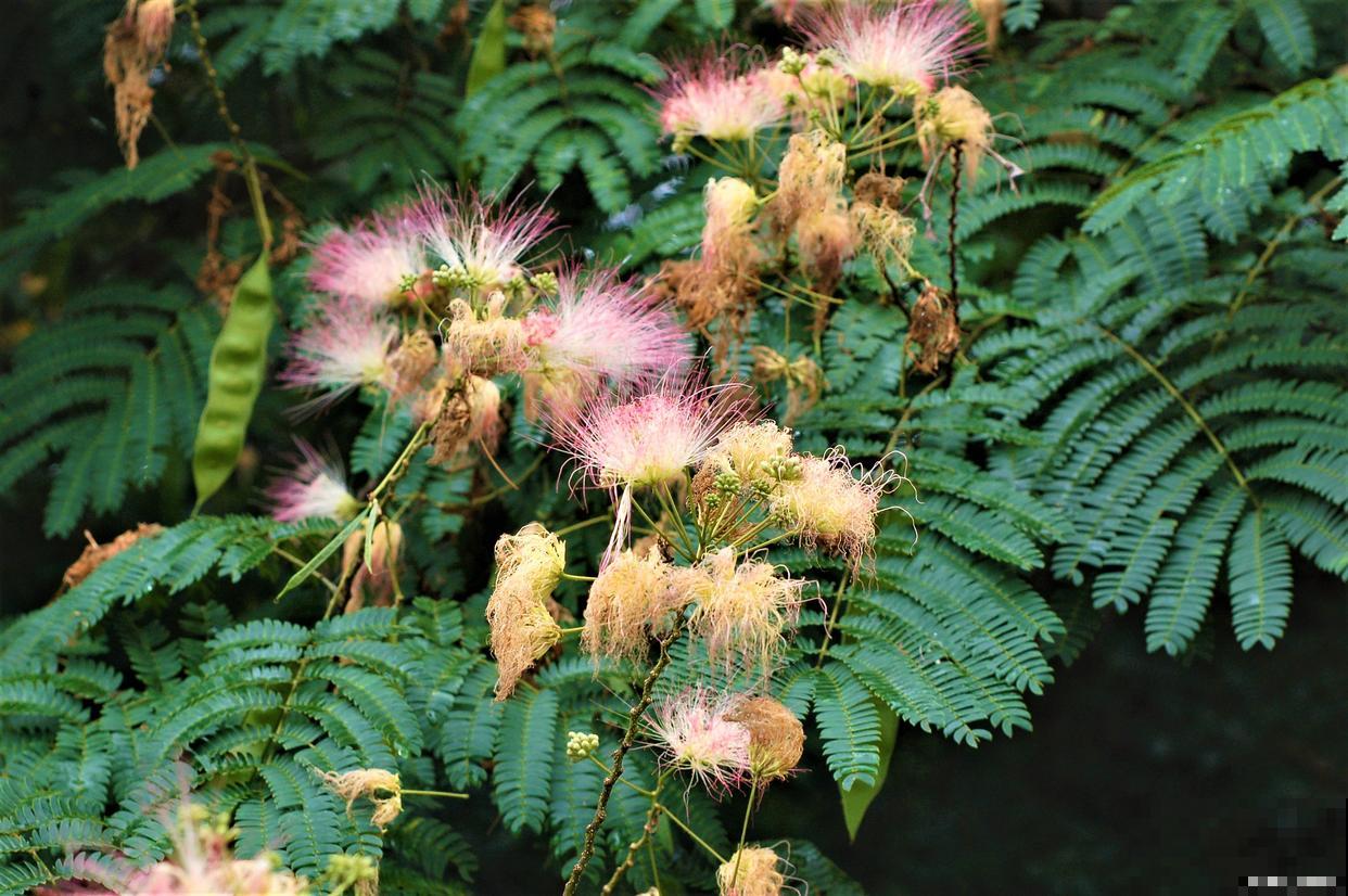 合欢树怎么修剪？