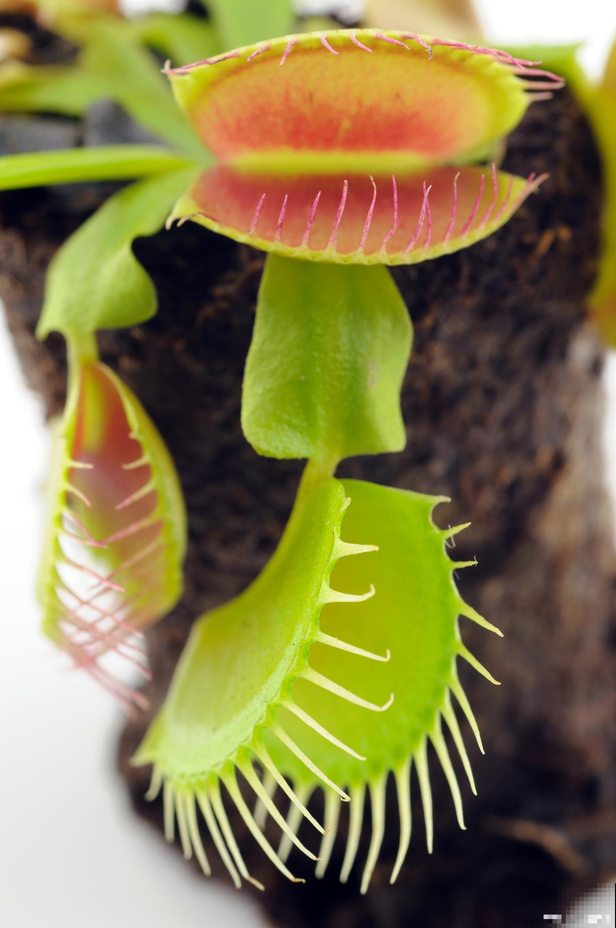 捕蝇草是什么植物 捕蝇草是什么植物