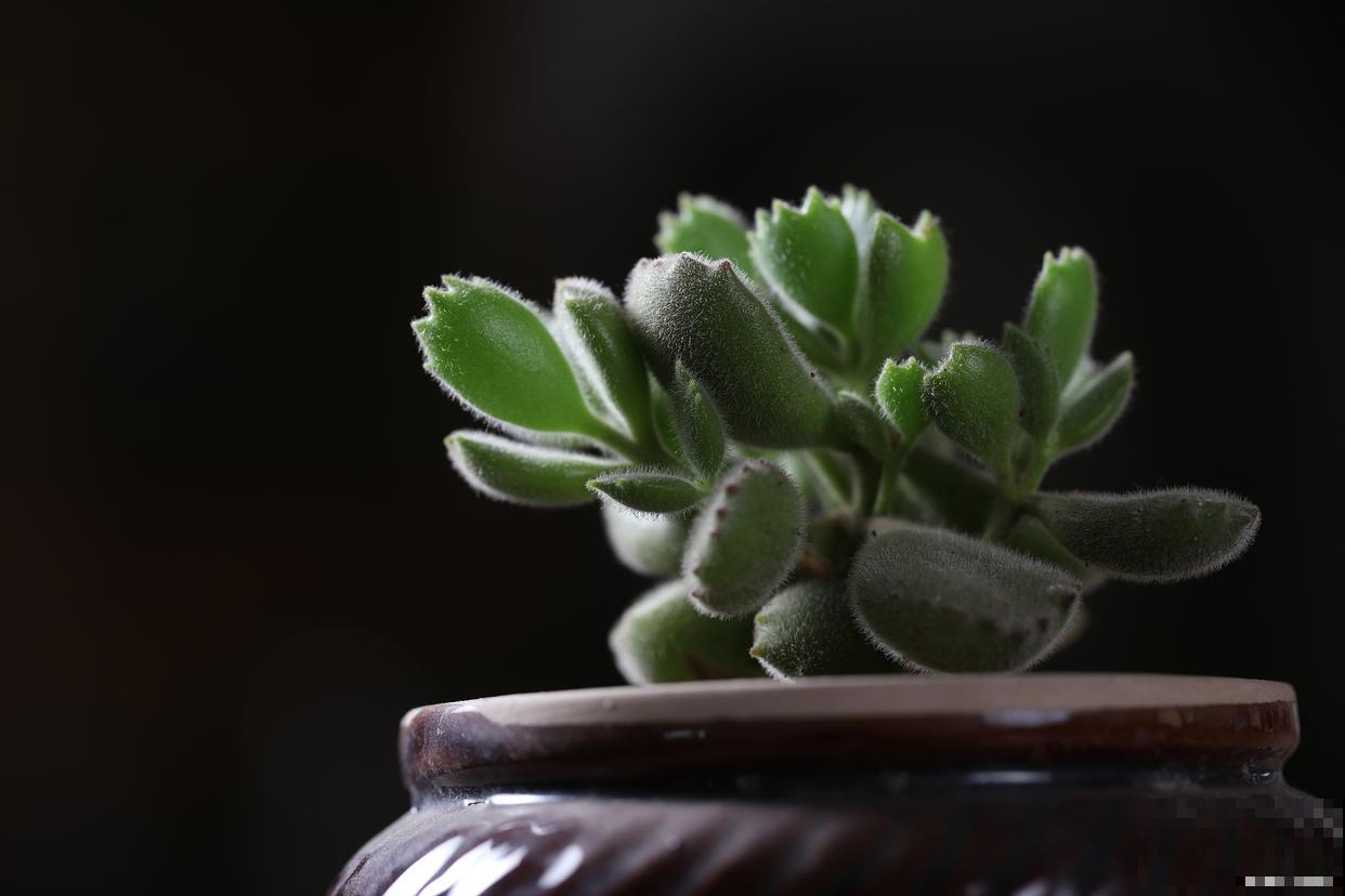 熊童子多久开花？